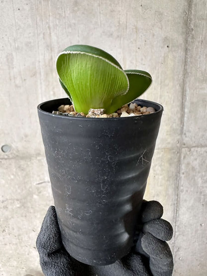 【現品限り】ブルンスビギア・ボスマニアエ【P46】 Brunsvigia bosmaniae