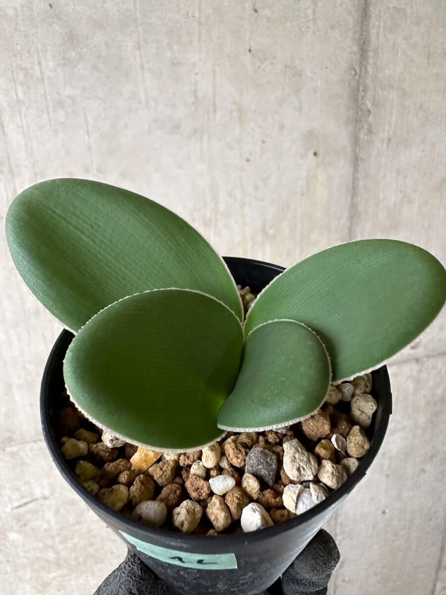 【現品限り】ブルンスビギア・ボスマニアエ【P46】 Brunsvigia bosmaniae