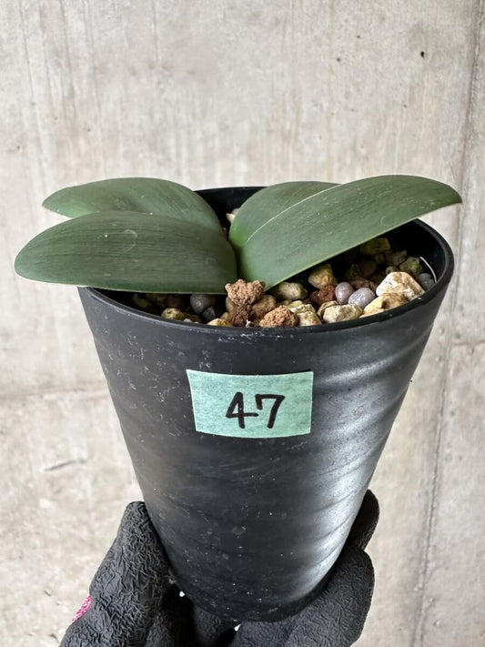 【現品限り】ブルンスビギア・ボスマニアエ【P47】 Brunsvigia bosmaniae