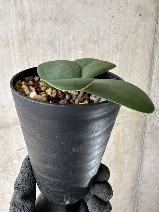 【現品限り】ブルンスビギア・ボスマニアエ【P47】 Brunsvigia bosmaniae