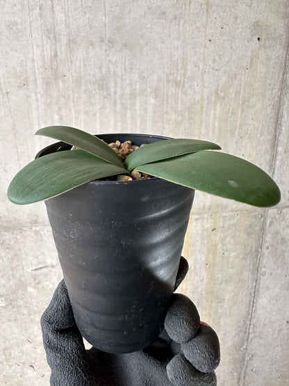 【現品限り】ブルンスビギア・ボスマニアエ【P47】 Brunsvigia bosmaniae