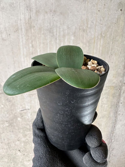 【現品限り】ブルンスビギア・ボスマニアエ【P47】 Brunsvigia bosmaniae