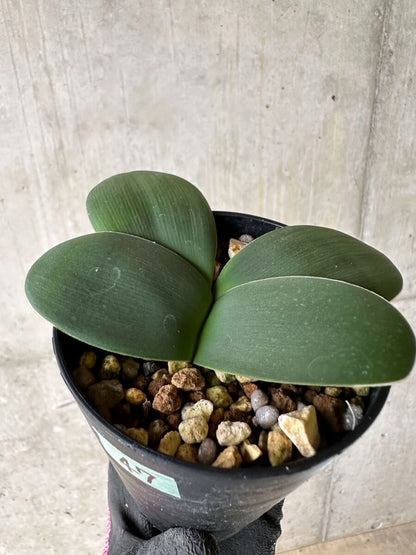 【現品限り】ブルンスビギア・ボスマニアエ【P47】 Brunsvigia bosmaniae