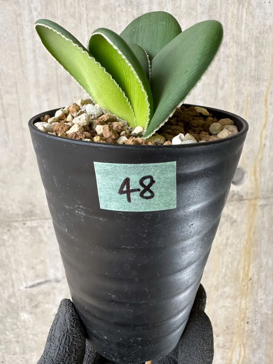 【現品限り】ブルンスビギア・ボスマニアエ【P48】 Brunsvigia bosmaniae