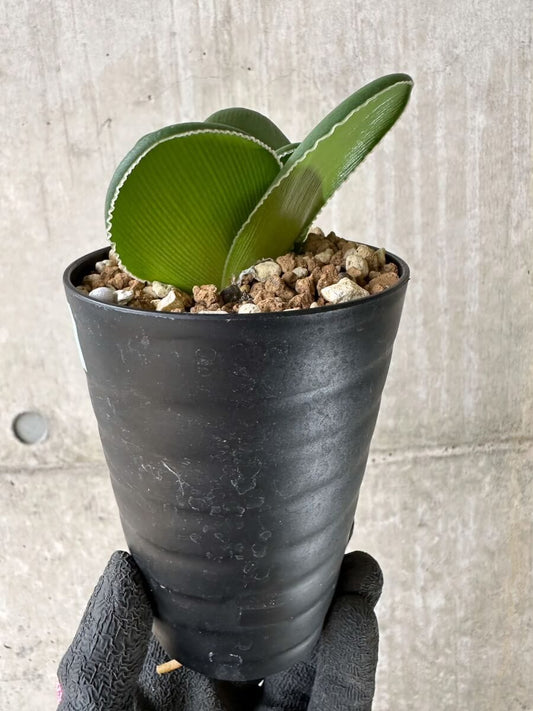 【現品限り】ブルンスビギア・ボスマニアエ【P48】 Brunsvigia bosmaniae