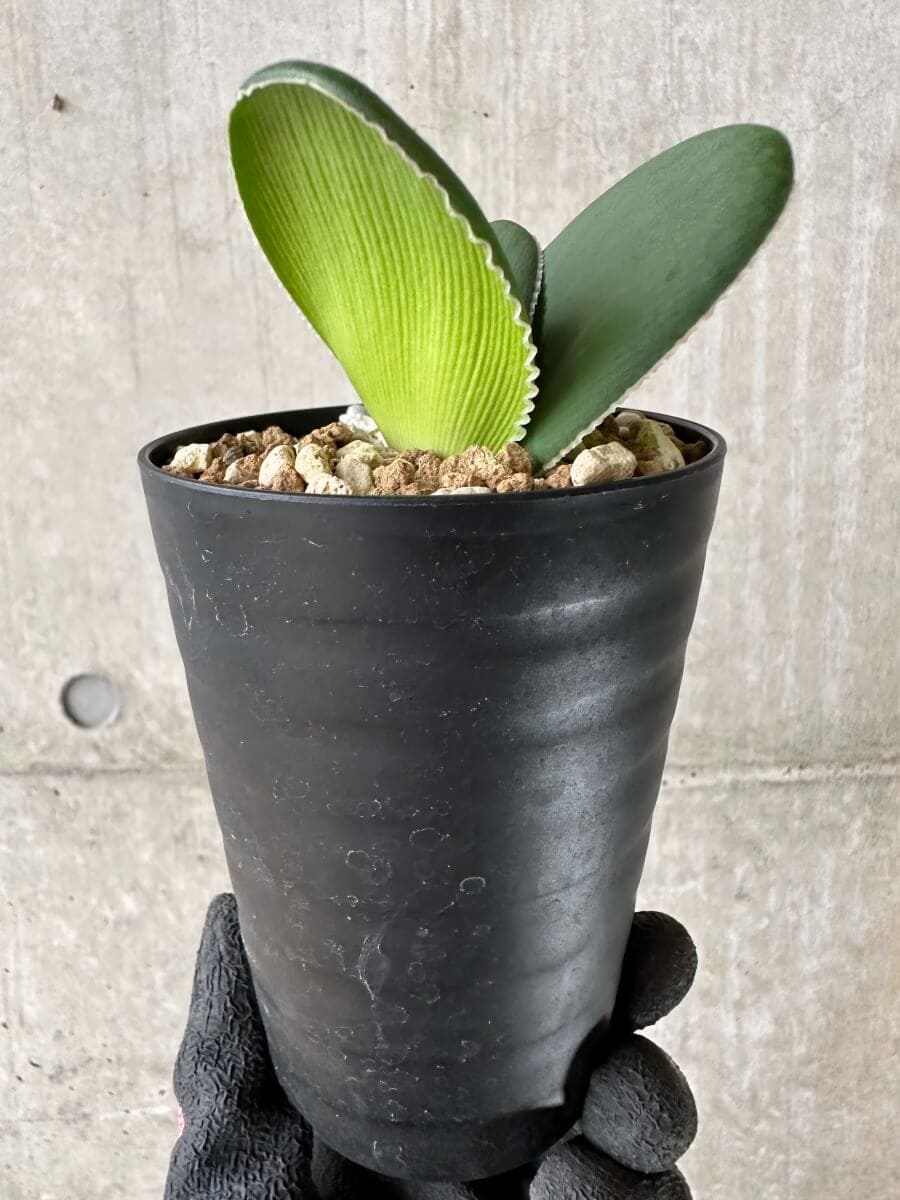 【現品限り】ブルンスビギア・ボスマニアエ【P48】 Brunsvigia bosmaniae