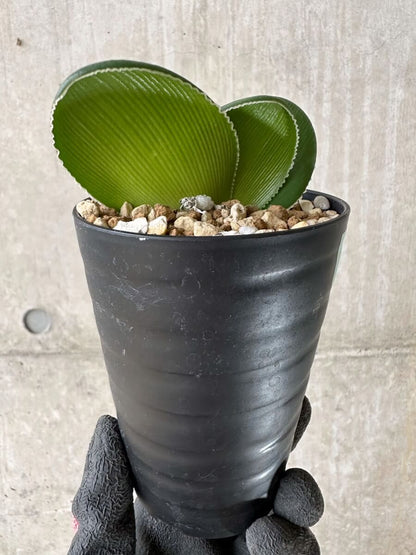 【現品限り】ブルンスビギア・ボスマニアエ【P48】 Brunsvigia bosmaniae