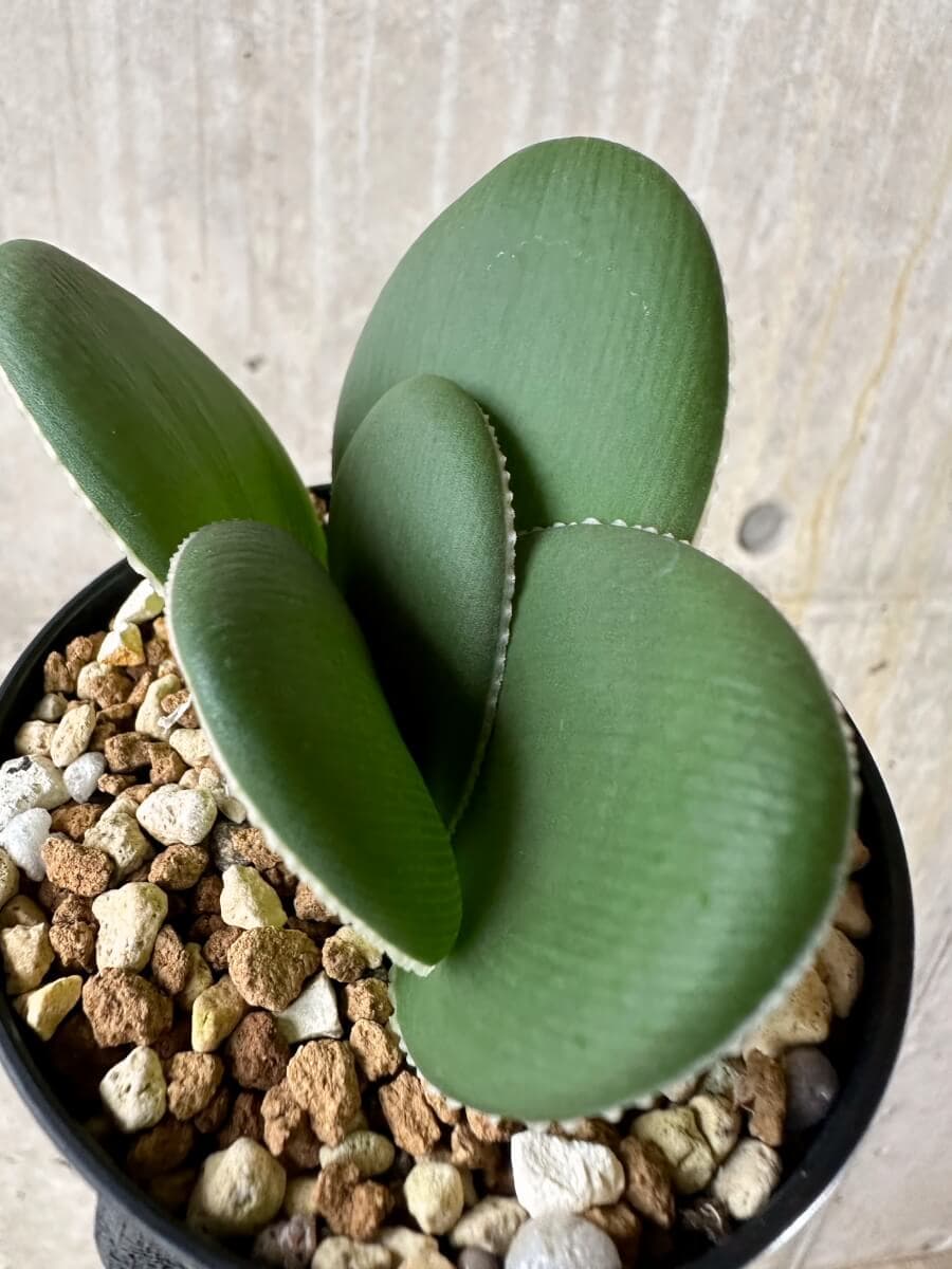 【現品限り】ブルンスビギア・ボスマニアエ【P48】 Brunsvigia bosmaniae