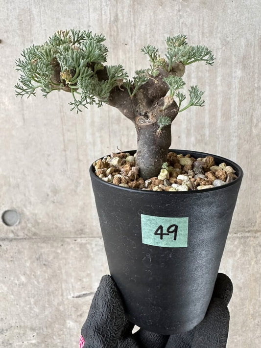 【現品限り】サルコカウロン・ムルチフィズム 現地株 発根済み【P49】 Sarcocaulon multifidum(Monsonia)