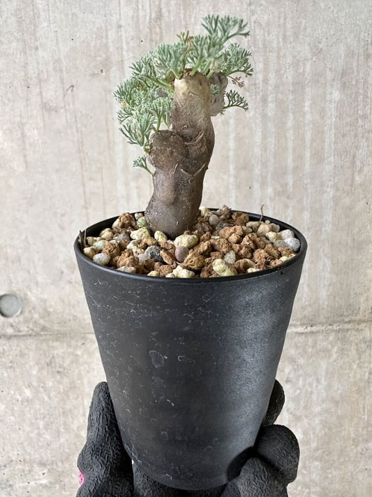 【現品限り】サルコカウロン・ムルチフィズム 現地株 発根済み【P49】 Sarcocaulon multifidum(Monsonia)