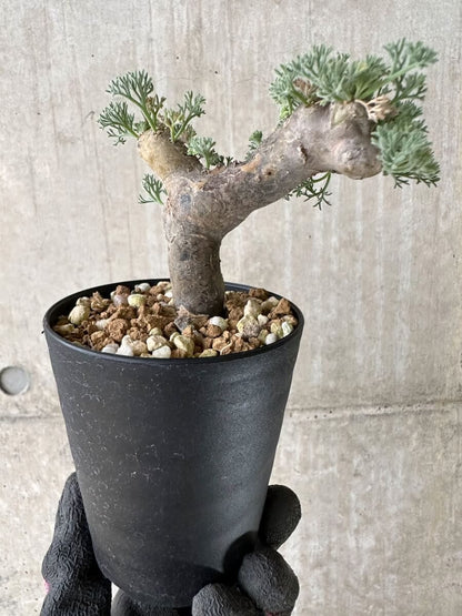 【現品限り】サルコカウロン・ムルチフィズム 現地株 発根済み【P49】 Sarcocaulon multifidum(Monsonia)