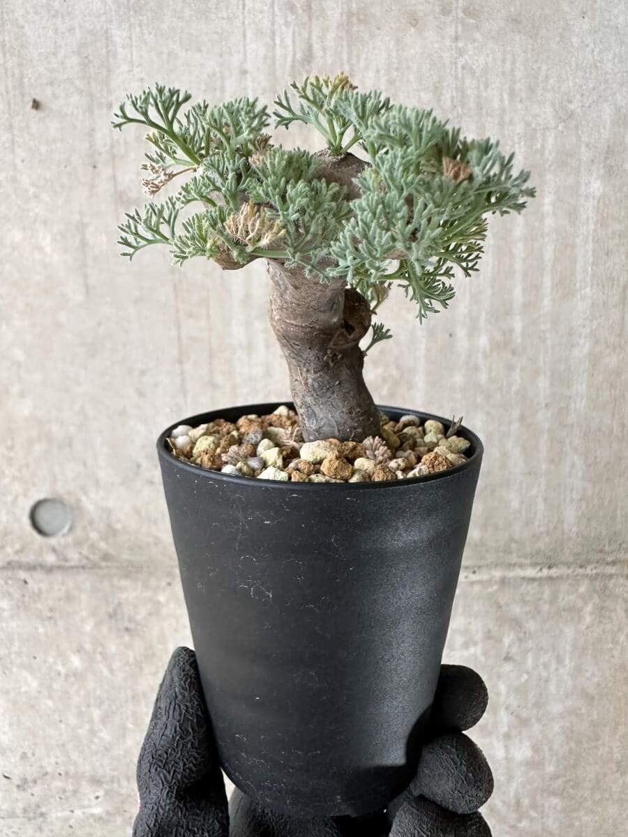 【現品限り】サルコカウロン・ムルチフィズム 現地株 発根済み【P49】 Sarcocaulon multifidum(Monsonia)