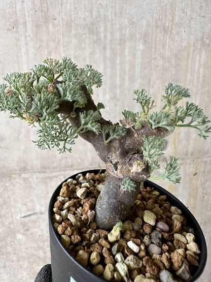 【現品限り】サルコカウロン・ムルチフィズム 現地株 発根済み【P49】 Sarcocaulon multifidum(Monsonia)