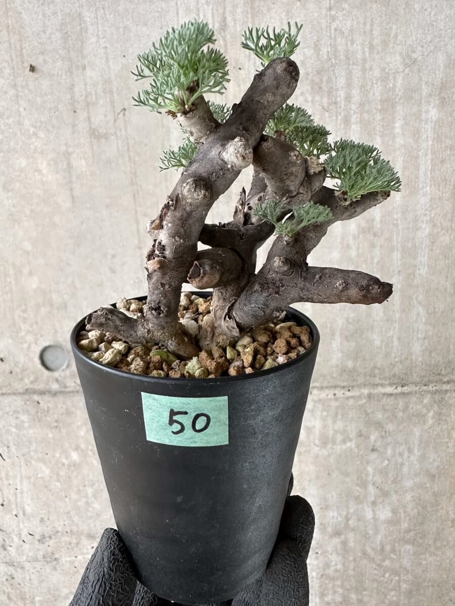 【現品限り】サルコカウロン・ムルチフィズム 現地株 発根済み【P50】 Sarcocaulon multifidum(Monsonia)