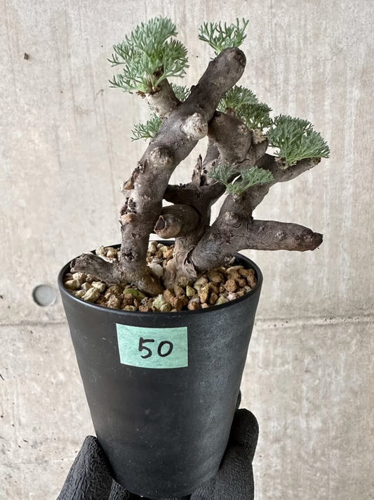 【現品限り】サルコカウロン・ムルチフィズム 現地株 発根済み【P50】 Sarcocaulon multifidum(Monsonia)