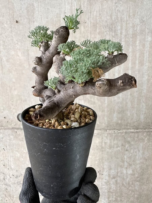 【現品限り】サルコカウロン・ムルチフィズム 現地株 発根済み【P50】 Sarcocaulon multifidum(Monsonia)