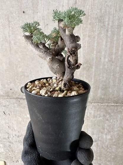 【現品限り】サルコカウロン・ムルチフィズム 現地株 発根済み【P50】 Sarcocaulon multifidum(Monsonia)