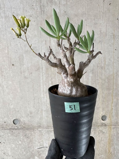 【現品限り】チレコドン・フラギリス【P51】 Tylecodon fragilis