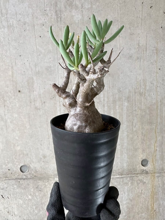 【現品限り】チレコドン・フラギリス【P51】 Tylecodon fragilis