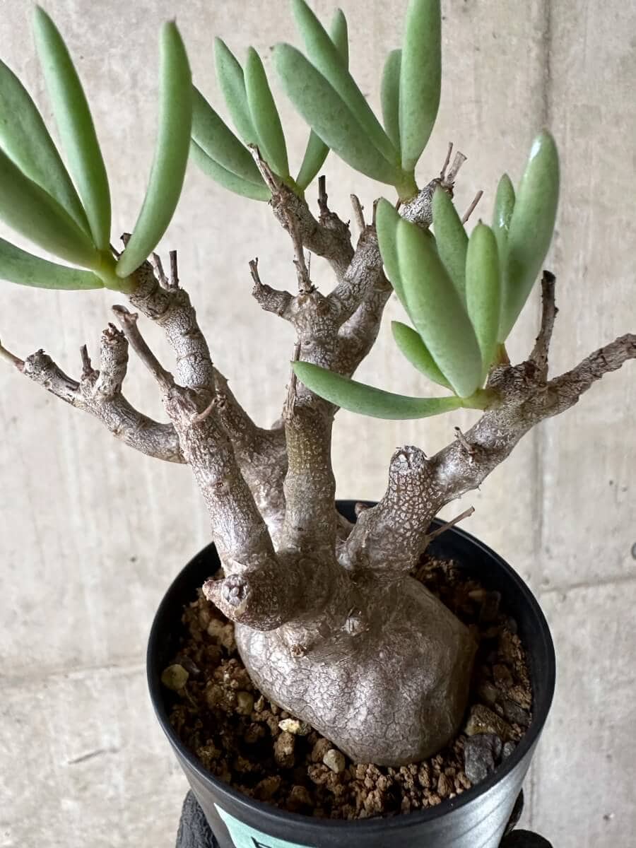 【現品限り】チレコドン・フラギリス【P51】 Tylecodon fragilis