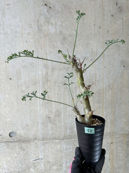 【現品限り】ペラルゴニウム・クリズミフォリウム 挿し木 発根済み【P52】 Pelargonium crithmifolium