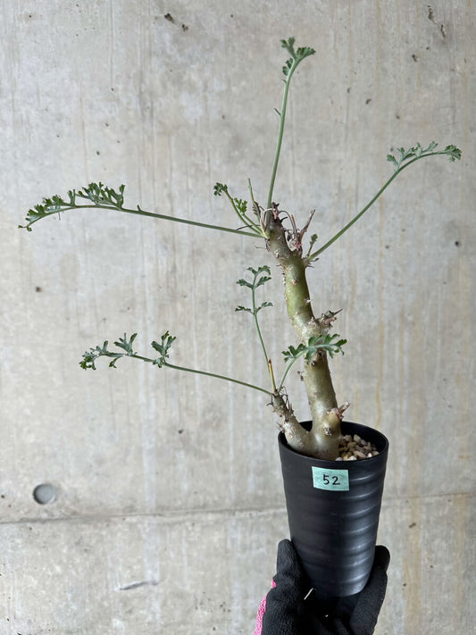 【現品限り】ペラルゴニウム・クリズミフォリウム 挿し木 発根済み【P52】 Pelargonium crithmifolium