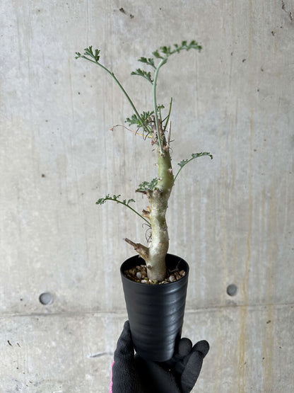 【現品限り】ペラルゴニウム・クリズミフォリウム 挿し木 発根済み【P52】 Pelargonium crithmifolium