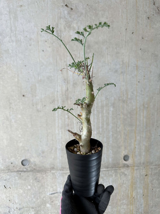 【現品限り】ペラルゴニウム・クリズミフォリウム 挿し木 発根済み【P52】 Pelargonium crithmifolium