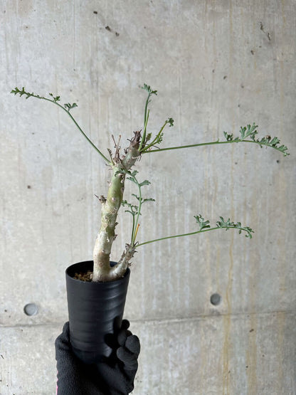 【現品限り】ペラルゴニウム・クリズミフォリウム 挿し木 発根済み【P52】 Pelargonium crithmifolium