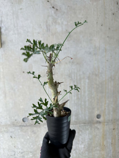 【現品限り】ペラルゴニウム・クリズミフォリウム 挿し木 発根済み【P52】 Pelargonium crithmifolium