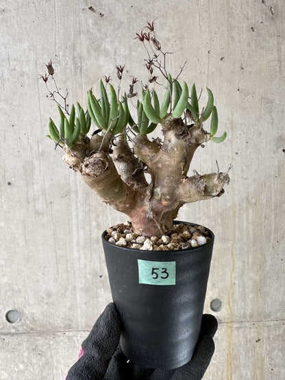 【現品限り】チレコドン・レティキュラータス 現地株 発根済み 万物想【P53】 Tylecodon reticulatus