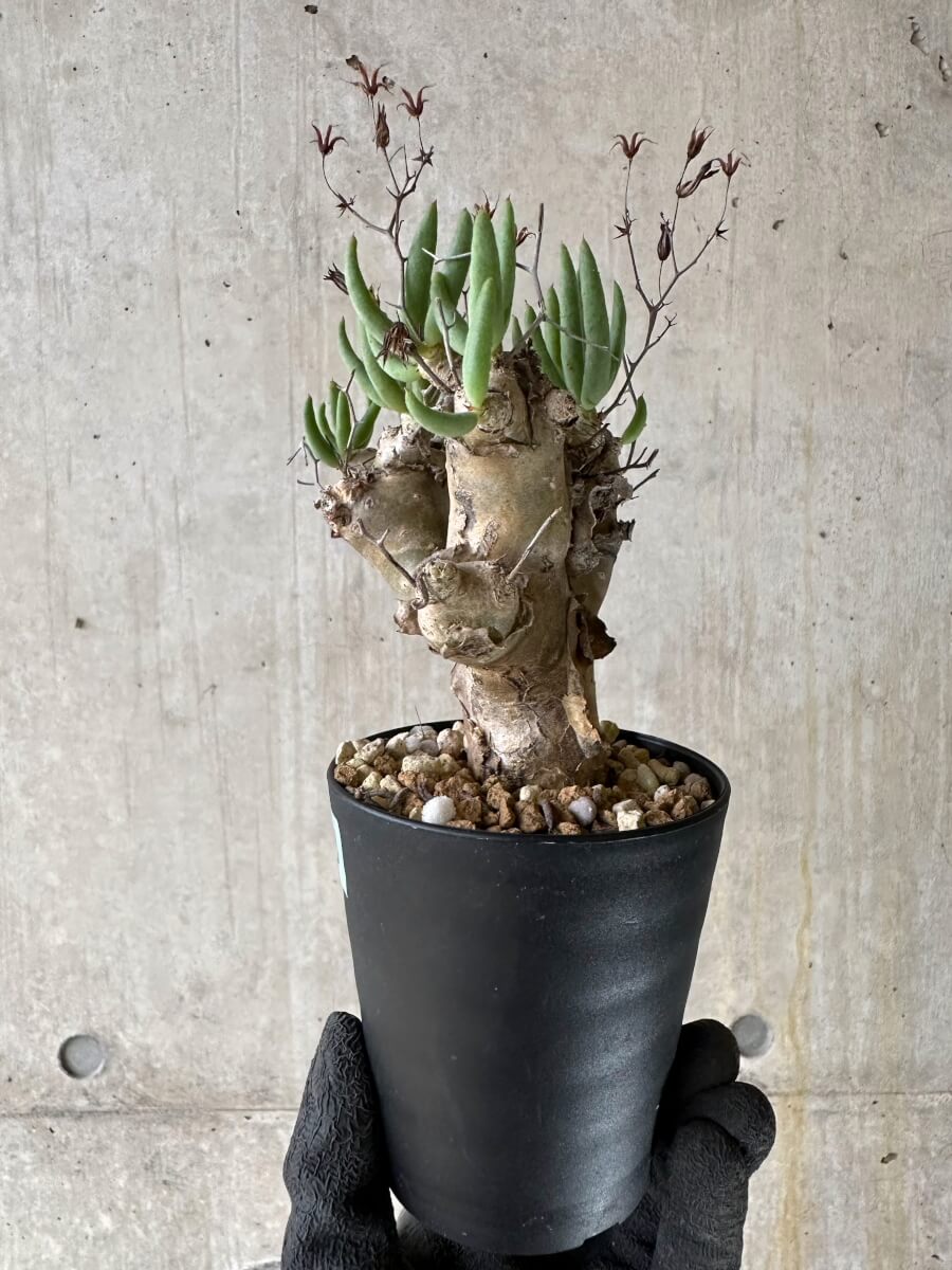 【現品限り】チレコドン・レティキュラータス 現地株 発根済み 万物想【P53】 Tylecodon reticulatus