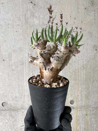 【現品限り】チレコドン・レティキュラータス 現地株 発根済み 万物想【P53】 Tylecodon reticulatus