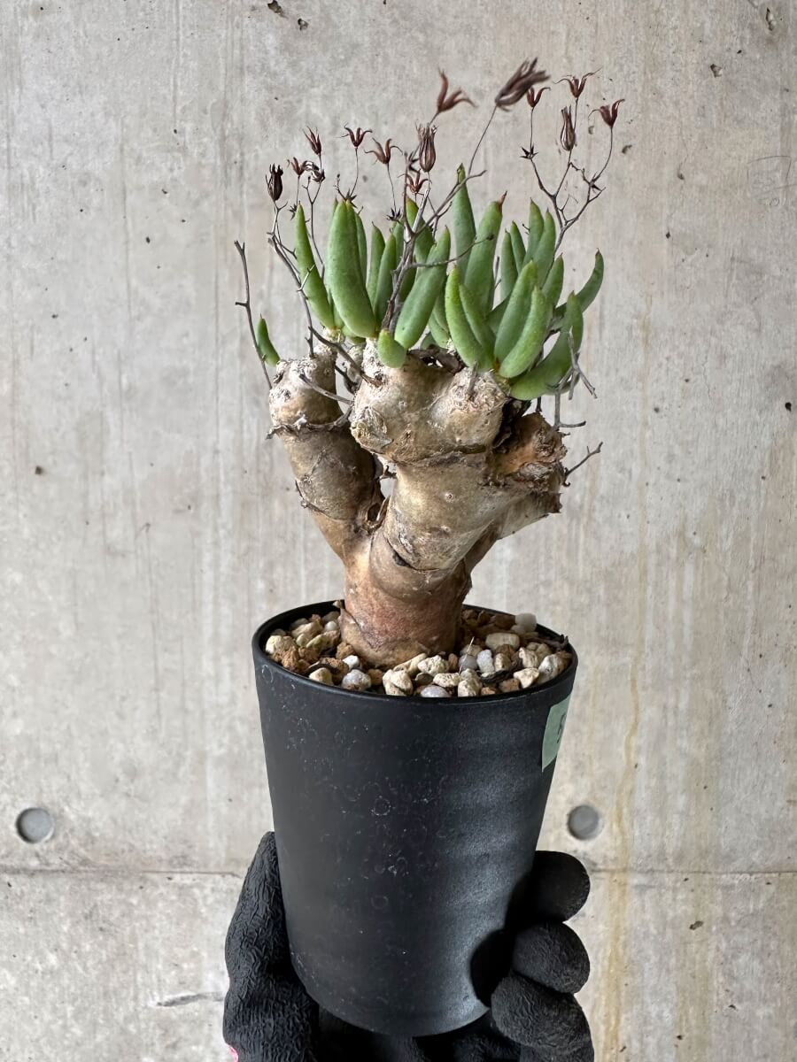 【現品限り】チレコドン・レティキュラータス 現地株 発根済み 万物想【P53】 Tylecodon reticulatus