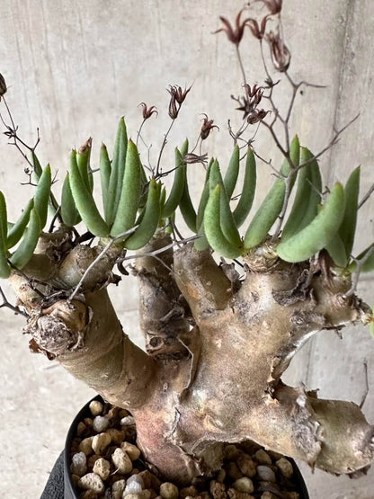 【現品限り】チレコドン・レティキュラータス 現地株 発根済み 万物想【P53】 Tylecodon reticulatus