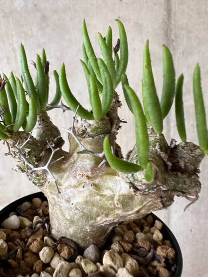 【現品限り】チレコドン・レティキュラータス 現地株 発根済み 万物想【P54】 Tylecodon reticulatus