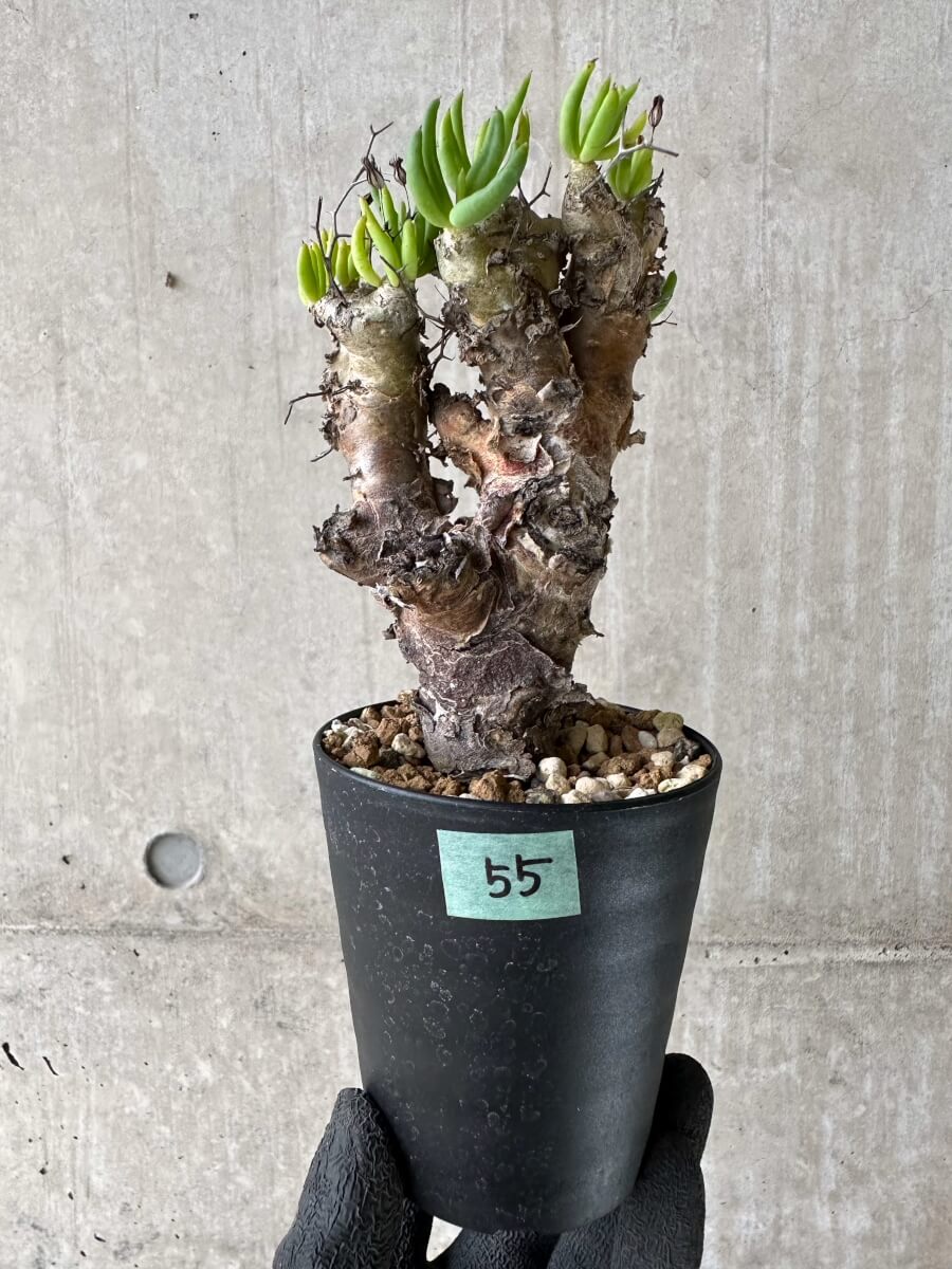 【現品限り】チレコドン・レティキュラータス 現地株 発根済み 万物想【P55】 Tylecodon reticulatus
