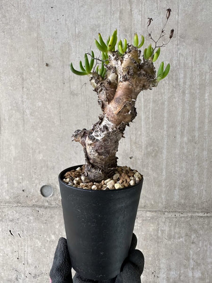 【現品限り】チレコドン・レティキュラータス 現地株 発根済み 万物想【P55】 Tylecodon reticulatus