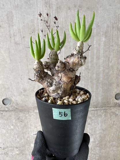 【現品限り】チレコドン・レティキュラータス 現地株 発根済み 万物想【P56】 Tylecodon reticulatus