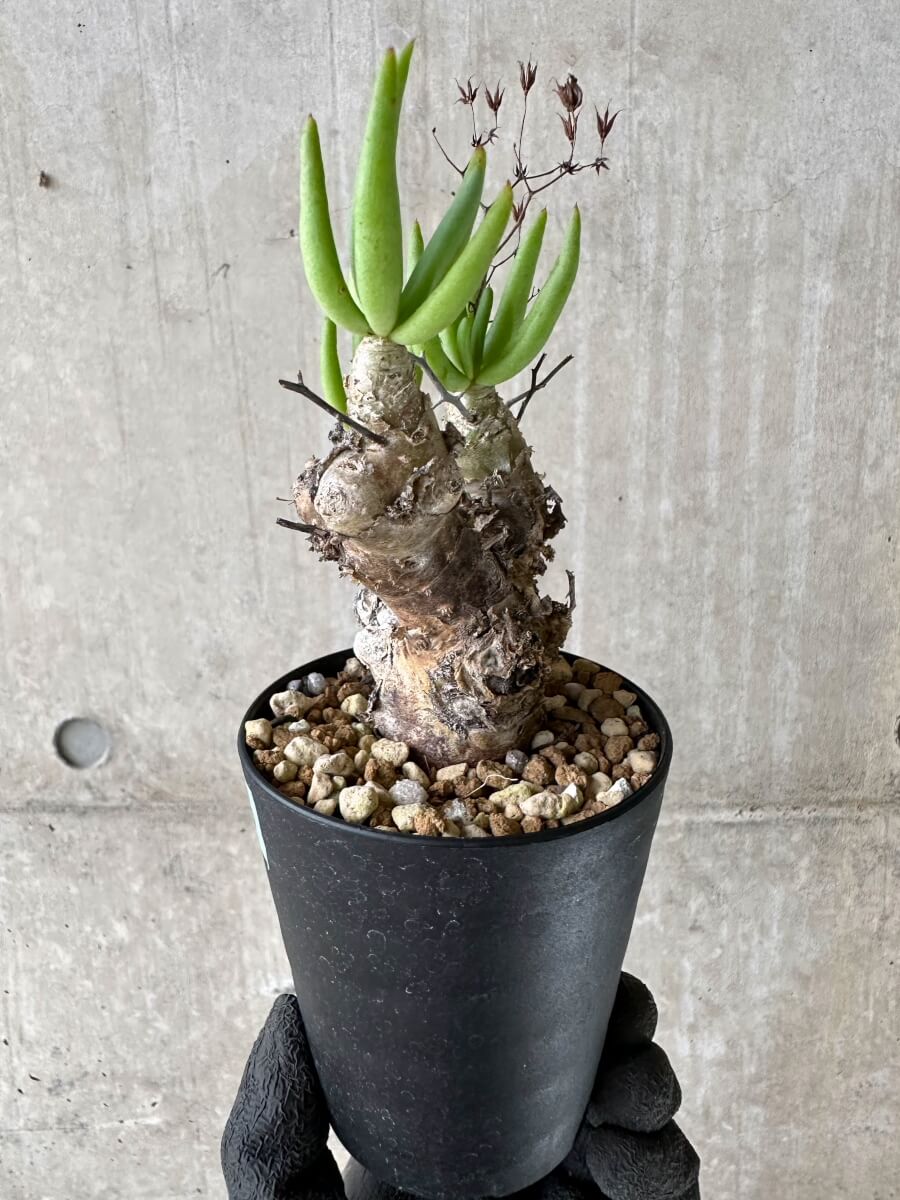 【現品限り】チレコドン・レティキュラータス 現地株 発根済み 万物想【P56】 Tylecodon reticulatus