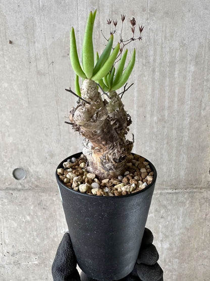 【現品限り】チレコドン・レティキュラータス 現地株 発根済み 万物想【P56】 Tylecodon reticulatus