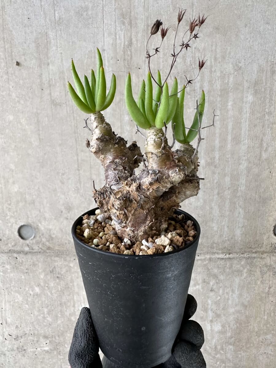 【現品限り】チレコドン・レティキュラータス 現地株 発根済み 万物想【P56】 Tylecodon reticulatus