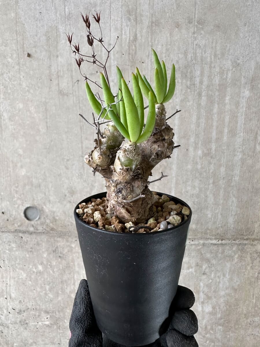 【現品限り】チレコドン・レティキュラータス 現地株 発根済み 万物想【P56】 Tylecodon reticulatus