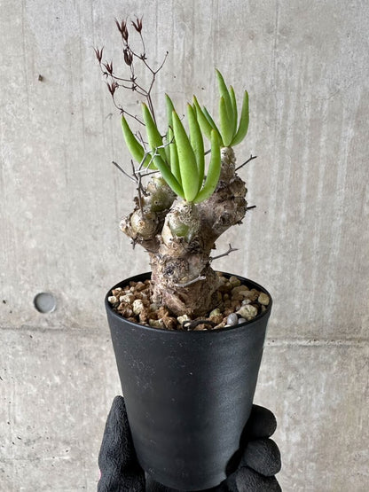 【現品限り】チレコドン・レティキュラータス 現地株 発根済み 万物想【P56】 Tylecodon reticulatus