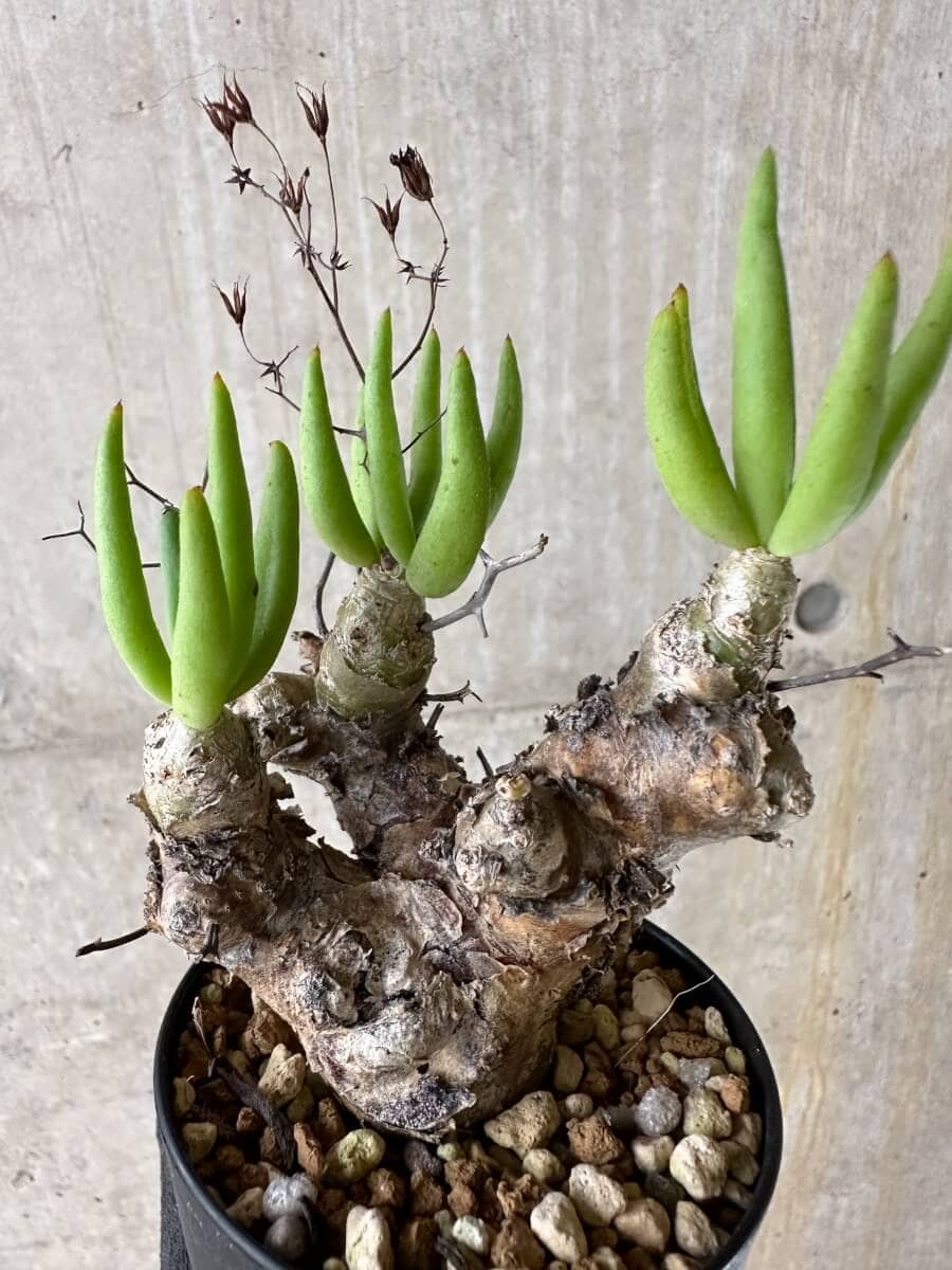 【現品限り】チレコドン・レティキュラータス 現地株 発根済み 万物想【P56】 Tylecodon reticulatus