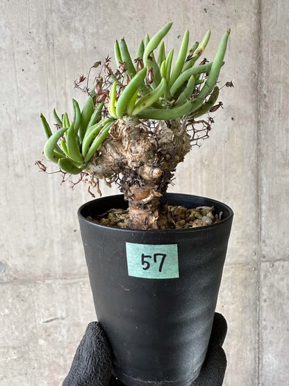 【現品限り】チレコドン・レティキュラーツス 万物想 挿し木 発根済み【P57】 Tylecodon reticulatus