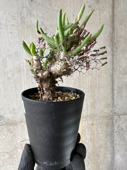 【現品限り】チレコドン・レティキュラーツス 万物想 挿し木 発根済み【P57】 Tylecodon reticulatus