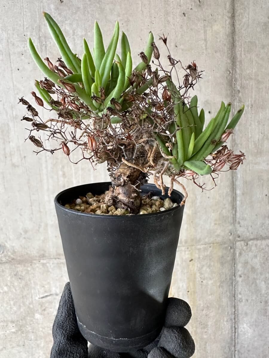 【現品限り】チレコドン・レティキュラーツス 万物想 挿し木 発根済み【P57】 Tylecodon reticulatus