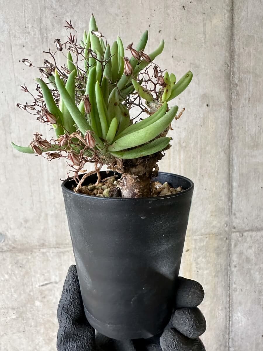 【現品限り】チレコドン・レティキュラーツス 万物想 挿し木 発根済み【P57】 Tylecodon reticulatus