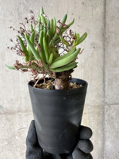 【現品限り】チレコドン・レティキュラーツス 万物想 挿し木 発根済み【P57】 Tylecodon reticulatus